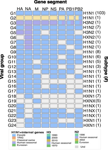 Figure 1. Classification of swine IAV into viral groups and subtypes according to their genetic constellation. Viral groups were obtained according to the genetic constellations of the gene segments and their combinations. Phylogenetic relationships were assessed by Maximum likelihood inference. The frequency of IAV viral group is shown within brackets. Complete genomes were only obtained for viral groups 1–4 (G1-G4). Incomplete genomes are illustrated as different viral group to avoid overestimation of any viral group. Blue: Pandemic origin; Yellow: Early classical swine origin; Purple: Human seasonal origin. Grey: Sequence information not obtained. First row indicates IAV gene segments HA: Hemagglutinin, NA: Neuraminidase, M: Matrix, NP: Nucleoprotein, NS: non-structural protein, PA: polymerase acidic, PB1: polymerase basic 1, PB2: polymerase basic 2.