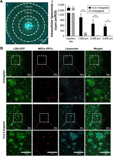 Figure 5 Enhanced liposomal uptake in myeloma cell clusters when using VLA-4 targeted liposomes.Notes: (A) I. Confocal microscopy overview picture showing the regions that were quantified in each culture, I = insertion site. The scale bar represents 1,000 µm. II. Quantification of intracellular liposomes (~110 nm), in all regions, for both untargeted and VLA-4 targeted liposomes, 48 hours after insertion. All cultures were washed extensively before quantification, to remove all noninternalized liposomes. Data are presented as mean ± SD. **P<0.01, ***P<0.001. (B) Confocal images at the border of the plug, showing L363 cells (GFP, green), MSCs, and EPCs (DiD, red) and intracellular liposomes (rhodamine, cyan). The scale bars represent 150 µm.Abbreviations: EPCs, endothelial progenitor cells; MSCs, mesenchymal stromal cells; VLA-4, very late antigen-4.