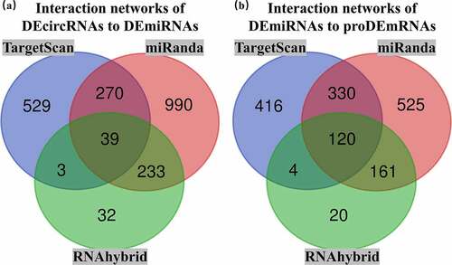 Figure 5. Overlapping interactions derived from the intersection analysis of TargetScan, miRanda and RNAhybird. (a) Networks of differentially expressed circular RNAs (DEcircRNAs) to differentially expressed microRNAs (DEmiRNAs) contained 1174 interactions in TargetScan, 1532 interactions in miRanda and 307 interactions in RNAhybird. A total of 39 overlapping interactions of DEcircRNAs to DEmiRNAs were identified with Venn intersection analysis. (b) Networks of DEmiRNAs to prognostic differentially expressed messenger RNAs (proDEmRNAs) contained 871 interactions in TargetScan, 1136 interactions in miRanda and 305 interactions in RNAhybird. A total of 120 overlapping interactions of DEmiRNAs to proDEmRNAs were identified with Venn intersection analysis