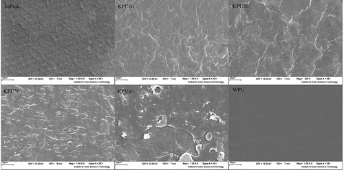 Figure 4. SEM images of surface sections of the kefiran WPU and kefiranWPU films.