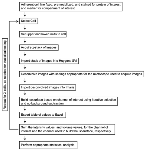 Figure 1. 3D3I Workflow. Steps in the performance of 3D3I to quantify staining in fixed adherent cells in culture are illustrated. We describe throughout the use of one well defined organelle marker (e.g., giantin, TGN46, etc.) to define the isosurface into which the other antigen is compared but any two antigens can be compared in the same way. Wide field images were collected in z-series throughout the volume of the cell to create an image stack. This stack is imported into Huygens SVI software and deconvolved to remove out of focus light. The deconvolved stack is imported into Imaris and an isosurface is built, based upon staining of the organelle marker. An important aspect of this method is that the isosurface is generated without thresholding the stack in any way. Information about the isosurfaces generated by Imaris is then exported to Excel for use. Each object within the isosurface is assigned an identification number with corresponding volumes, sum channel intensities within each object, maximum intensities per object, intensity mean, intensity minimum, standard deviation of intensity and surface areas. This list of exported values is not comprehensive but representative. The return loop is intended to show that the process can be repeated on as many cells as required for the statistical tests used.