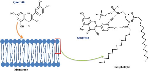 Figure 4. Interaction of quercetin and membrane bilayer via hydrogen bonds formed by its hydroxyl and keto groups.