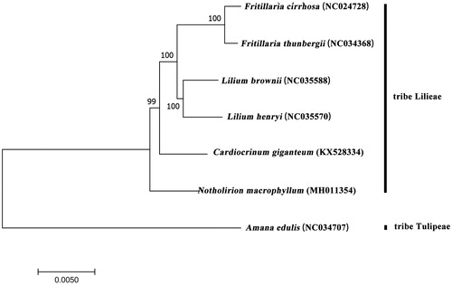 Figure 1. ML phylogenetic tree of N. macrophyllum with 7 species was constructed by chloroplast genome sequences. Numbers on the nodes are bootstrap values from 1000 replicates. Amana edulis was selected as outgroup.