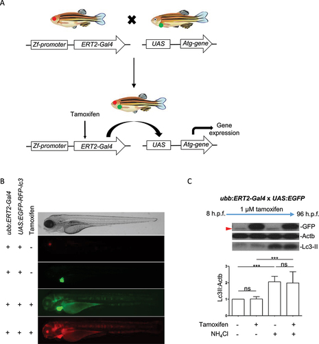 Figure 1. Regulation of transgene expression in ERT2-Gal4 and UAS transgenic lines using tamoxifen. (a) Schematic diagram of crosses from ERT2-Gal4 and UAS transgenic zebrafish. The ERT2:Gal4 transgenes carry a cryaa:RFP cassette therefore transgenic fish can be identified by red fluorescence in the lens. The UAS transgenes carry a myl7:EGFP cassette which drives in GFP expression in the heart. This allows identification of transgenic carriers regardless of UAS expression. From crosses of UAS and Gal4 transgenic fish, 25% of offspring will inherit both transgenes. (b) Tamoxifen induces UAS-driven transgene expression in double transgenic larvae. Offspring of ubb:ERT2-Gal4 and UAS:mRFP-GFP-lc3 were either treated with DMSO or 1 µM tamoxifen. In control (DMSO) conditions, ERT2-Gal4 is inactive as it is retained in the cytoplasm. Therefore, there is no UAS-driven expression in double transgenic zebrafish (red fluorescence in the lens and green fluorescence in the heart demonstrates that the larva carries both transgenes). Upon tamoxifen treatment, ERT2-Gal4 translocates to the nucleus, binds to UAS and activates transgene expression and both green and red fluorescence are seen throughout the body. (c) Tamoxifen treatment does not affect autophagic flux. Lc3-II levels were measured in double transgenic larvae carrying ubb:ERT2-Gal4 and UAS:EGFP transgenes. In control conditions, GFP is not expressed. Treatment with 1 µM tamoxifen induces strong GFP expression but has no effect on Lc3-II levels in either basal or NH4Cl-treated conditions. A nonspecific band (red arrowhead) is present in all lanes and runs just below the level of GFP. This band is obscured by the GFP-positive band in lanes 2 and 4.