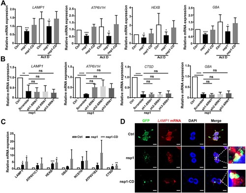 Figure 5. nsp1 inhibits lysosomal biogenesis and acidification through its endonuclease activity. (A) HEK 293 T cells were transfected with the indicated plasmids for 12 h, and then these cells were incubated in the absence or presence of Act D (2 μg/mL) for 24 h; mRNA levels of the indicated genes were analyzed by RT-qPCR. (B) Indicated plasmids were transfected into Scramble- or sh-XRN1-treated HEK293T cells; after 36 h, the mRNA levels of the indicated genes were analyzed by RT-qPCR. (C) HEK293T cells were transfected with the indicated plasmids for 36 h; the mRNAs that nsp1 directly bound to were detected by RIP-qPCR. (D) HEK 293 T cells were transfected with the indicated plasmids for 36 h, and the co-localization of LAMP1 mRNA and nsp1 was analyzed by RNA-FISH. Scale bar: 10 μm. Data are presented as the mean ± SEM from at least three independent experiments (*p < 0.05, **p < 0.01, ***p < 0.001, and ****p < 0.001).