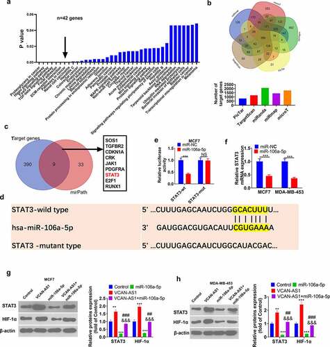 Figure 5. STAT3/ HIF-1α is the downstream target of miR-106a-5p