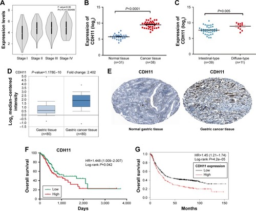 Figure 3 Validation of CDH11.