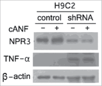 Figure 5. Up-regulation of tumor necrosis factor α (TNF-α) in NPR3 knock-down H9C2 cells. Immunoblot analysis of NPR3 and TNF-α was performed in lysates of NPR3 knock-down and control H9C2 cells treated with or without a selective NPR3 agonist cANF.