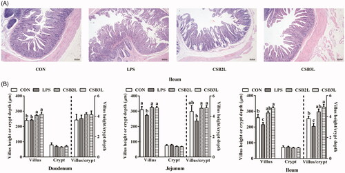 Figure 2. Effects of coated sodium butyrate (CSB) on intestinal morphology of weaned lambs with LPS. (A) Ileum stained with H&E (bars, 200 μm). Villus height, crypt depth and the ratio of villous height to crypt depth in the Duodenum, Jejunum and Ileum (B). CON: basal diets without supplement; LPS: control diet with lipopolysaccharide; CSB2L: LPS treatment group supplemented with 2 g/kg CSB. CSB3L: LPS treatment group supplemented with 3 g/kg CSB. a, b, c Mean within a row with different superscripts are different at p < .05.