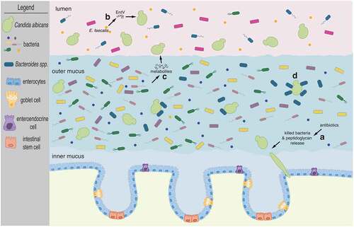 Figure 1. The fungus C. albicans inhabits the mammalian gut along with numerous and diverse bacterial species. Cartoon depicts the mammalian colon. The inner mucus layer which is largely devoid of microbes separates intestinal epithelial cells from the microbiota. C. albicans cells adopt the oval-shaped ‘yeast’ morphology and occupy the outer mucus layer as well as the intestinal lumen. Illustrated are four instances of documented bacterial interactions with C. albicans: (a) β-lactam antibiotic treatment promotes C. albicans filamentation due to the release of bacterial peptidoglycan subunits in the intestinal lumen. Candida hyphae disseminate from the gut seeding bloodstream infections. (b) The bacterium E. faecalis secretes the EntV peptide which inhibits hyphal morphogenesis. (c) Multiple bacterial species can provide a wide range of metabolic products which can alter C. albicans proliferation, albeit by unknown mechanisms. And (d) Bacteroides spp. closely associate with C. albicans cells in the outer mucus layer and can feed on mannan, a complex carbohydrate decorating the cell surface of the fungus. See main text for further details