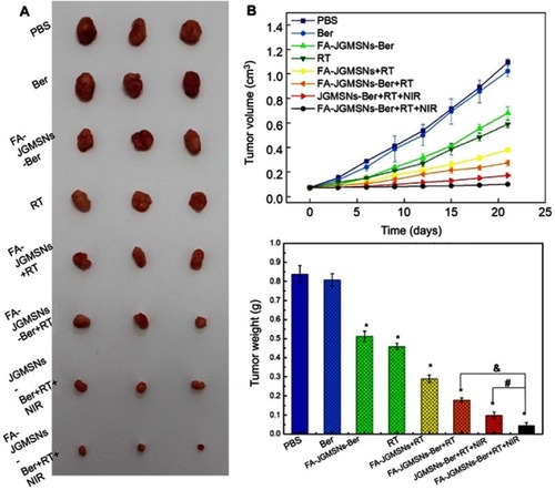 Figure 4 In vivo anti-tumor effect: (A) tumor photographs, (B) tumor growth curves, and (C) tumor weights and inhibition rates of each group. (*P<0.05 represents the tagged group vs the PBS group. #P<0.05 represents JGMSNs-Ber+RT+NIR group vs the FA-JGMSNs-Ber+RT+NIR group, and &P<0.05 represents FA-JGMSNs-Ber+RT group vs the FA-JGMSNs-Ber+RT+NIR group).