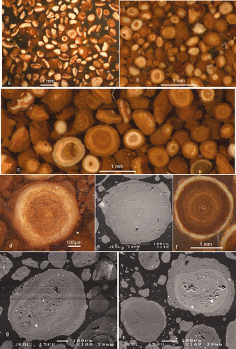 Figure 13 (a) Optical micrograph of the 0.5–1 mm size fraction from Grunter B at 2.7 m below the top of the Bauxite Zone in East Weipa (ANU 46582). (b) Optical micrograph of the 0.5–1 mm size fraction from Jacaranda at Andoom sampled at 2 m below the top of the Bauxite Zone (ANU 46580). Ooliths are very abundant in this sample. (c) Optical micrograph of ooliths of different size from the Jacaranda pit (ANU 46580). (d) A Jacaranda oolith in light and (e) the same oolith in SEM image showing continuous cortical zonation to the limit of resolution (ANU 46580). (f) A zoned oolith from Andoom (ANU 46580). (g) SEM image of an 0.6 mm oolith from Andoom (ANU 46580) with a large rounded fragment as core and several irregular cortices. (h) SEM image of two ooliths from Andoom (ANU 46580); the left having a uniform core and a thin cortex, the right having an earthy core and several irregular cortices. Both (g) and (h) also show numerous small particles, some zoned, others not.