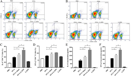 Figure 6. Analysis of production of antigen-specific cytokines by intracellular staining and FACS analysis. T cells isolated and purified from spleen of BALB/c mice after the final boost were stimulated with OVA for 6 h in vitro culture. Intracellular staining and FACS analysis for IL-4 in CD4+ (A) and IFN-γ in CD4+ (B) cells were performed. Representation of the percentage of intracellular cytokines of each group (C, D). The supernatants from T cells were collected for measurement of IL-4 and IFN-γ by ELISA (E, F). The minimum detectable dose (MDD) of mouse IL-4 is typically less than 2 pg/mL. The minimum detectable dose (MDD) of mouse IFN-gamma is typically less than 2 pg/mL. The data shown were representatives of three independent experiments. *P < 0.05, **P < 0.01 using paired Student’s test. Error bars represent ± SEM.