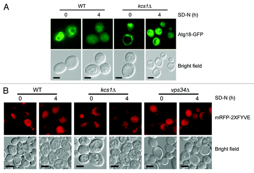 Figure 5. Loss of Kcs1 affects Atg18-GFP and mRFP-2XFYVE translocation. (A) Intracellular translocation of Atg18 upon nitrogen starvation. Wild-type and kcs1Δ cells were transformed with an Atg18-GFP plasmid and grown to mid-log phase in minimal media minus URA. Cells were then nitrogen starved up to 4 h in SD-N and analyzed by fluorescence microscopy. (B) Intracellular PtdIns3P distribution analyzed by mRFP-2XFYVE binding. Wild-type and kcs1Δ cells were transformed with mRFP-2XFYVE plasmid and grown to mid log phase in minimal media minus URA. Cells were then nitrogen starved up to 4 h in SD-N and analyzed by fluorescence microscopy. Fluorescent pictures are representative images from two independent results. Scale bars: 1.6 μm.