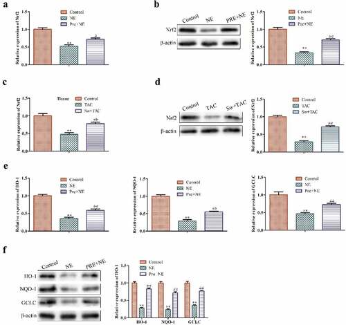 Figure 4. The effect of exercise-induced myocardial hypertrophy preconditioning on Nrf2 signaling pathway. (a,b) shows Qrt-PCR and western blot analysis for detecting Nrf2 mRNA and protein levels in cardiac fibroblasts, respectively. GAPDH was used as the housekeeping gene for the RT-qPCR experiments. (c, d) shows the Qrt-PCR and western blot analysis for detecting Nrf2 mRNA and protein levels, respectively, in cardiac tissues of an animal model. (e) indicates the Qrt-PCR analysis of HO-1, NQO-1, and GCLC mRNA levels in cardiac fibroblasts with GAPDH used as the control. (f) shows western blot analysis of HO-1, NQO-1, and GCLC protein levels in cardiac fibroblasts. ***P < 0.01, ##P < 0.05 vs. control, *P < 0.01 vs. NE. Data were presented as mean±SD from three independent experiments.