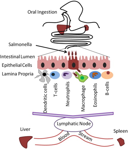 Figure 1. Fates of Salmonella infection inside the host. After ingestion, Salmonella passes to the stomach and intestinal spaces of the lamina propria through cells lining the intestinal epithelium. Different serovars spread to lymph nodes by phagocytes and through the blood stream to the liver and spleen.