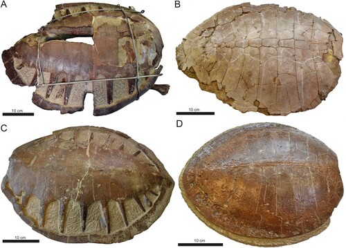 FIGURE 7. Comparison of carapace material from Eocene stem-cheloniids housed in the collections at IRSNB. A, Eochelone brabantica (IRSNB R 0061); B, Puppigerus camperi (IRSNB R 0004); C, Eochelone brabantica (IRSNB R 0339); D, Puppigerus camperi (IRSNB R 0078).