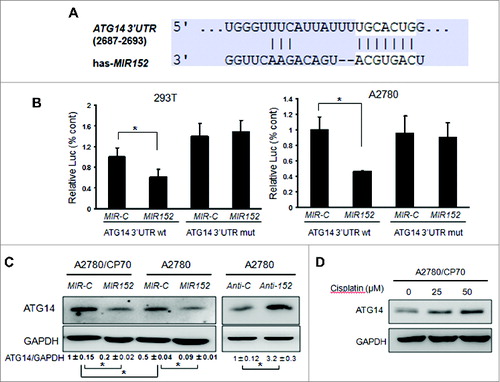 Figure 4. MIR152 directly targets ATG14. (A) Sequence alignment of 3’UTR of ATG14 mRNA and human MIR152 with potential binding sites. (B) 293T cells and A2780 cells were cotransfected with ATG14 3’UTR wild-type or mutant luciferase reporter, MIR152 mimic or negative control MIR-C and β-gal plasmid for 48 h, then harvested for the luciferase activity assay. The luciferase activities were presented as relative luciferase activities normalized to those of the cells cotransfected with wild-type 3’UTR reporter and miR-control. *Indicates significant difference compared with control (P < 0.05). All tests were performed in triplicate and presented as mean ± SD. (C) A2780/CP70 cells and A2780 cells were transiently transfected with 25 μM MIR152 mimic or MIR-C for 72 h. A2780 cells were transiently transfected with 25 μM ANTI-152 or control ANTI-C for 72 h. ATG14 expression was determined by western blotting. (D) A2780/CP70 cells were treated with cisplatin at indicated doses for 12 h. ATG14 protein levels were determined by western blotting.