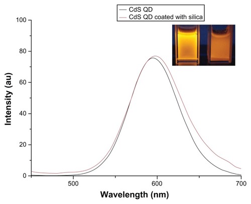 Figure 7 Photo luminescence spectra of cadmium sulfide (CdS) and silica-coated quantum dots (QDs).Note: The inset shows the ultraviolet illumination image of CdS QDs (left) and silica-coated CdS QDs (right).