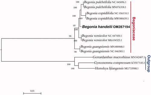 Figure 2. Chloroplast genome map of Begonia handelii (Wang et al. Citation2021).