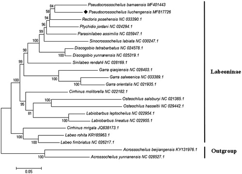 Figure 1. Phylogenetic relationships of Pseudocrossocheilus liuchengensis, 19 other Labeoninae fishes and one outgroup from Barbinae based on 13 concatenated mitochondrial PCGs by Maximum Likelihood analysis with GTR + G + I model. The number on branches indicates posterior probabilities in percentage. The number after the species name is the GenBank accession number. The mitogenomic information of P. liuchengensis is marked with rhombus.