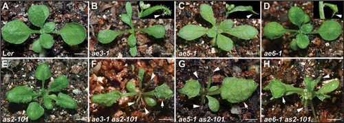 Figure 1 Mutant phenotypes suggest that the protein-level regulation is critical for normal leaf patterning. (A–E) Phenotypes of wild-type and single mutants. (A) wild-type Ler, (B) ae3-1, (C) ae5-1, (D) ae6-1 and (E) ae2–101. Insets in (B–D) show cauline leaves with an ectopic outgrowth (arrowheads) on their distal part of the abaxial side. (F–H) Double mutant phenotypes of ae3-1 as2–101 (F), ae5-1 as2–101 (G) and ae6-1 as2–101 (H). Arrowheads and arrows in (F–H) show the radially symmetric and lotus-like leaves with rough adaxial leaf surfaces, respectively. Bars = 5 mm in (A–H).
