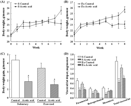 Fig. 1. Effects of dietary acetic acid on body weight of sedentary and trained groups (A and B, respectively), body weight gain (C), and visceral fat depot (D) of exercise-trained mice.Notes: Animals were subjected to the exercise training program for 8 weeks. Visceral fat depot includes epididymal, mesenteric, and retroperitoneal fat. Values represent mean ± SE (n = 6). *Significantly different from respective control (*p < 0.05, **p < 0.01). †S-control vs. Ex-Control (p < 0.05).