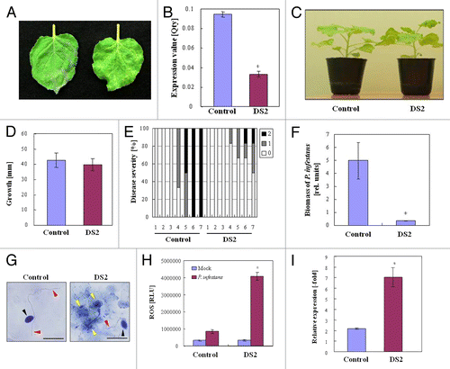 Figure 1. DS2 plants show enhanced disease resistance to P. infestans. (A) Characteristic symptoms in control and DS2-silenced plant leaves inoculated with P. infestans. Photograph was taken 4 d after inoculation. Similar results were obtained from 3 independent experiments. (B) Total RNA was isolated from control and DS2 plant leaves. DS2 expression levels were analyzed using qRT-PCR as described in Materials and Methods. Values are means of 3 replicate experiments ± SD. Asterisks denote values significantly different from those of control plants (*, P < 0.05, t test). (C) Morphological observation of DS2 plants. Photograph was taken 3 wk after inoculation with Agrobacterium. (D) Plant growth was determined by measuring stem length. Values are means of 10 replicate experiments ± SD (E) Disease development of late blight was evaluated as described in Materials and Methods. (F) Biomass of P. infestans in control and DS2 plant leaves 4 d after inoculation. Total DNA was isolated from each plant after inoculation. The biomass of P. infestans was determined using qRT-PCR with P. infestans-specific primers. Data are means ± SD from 3 independent experiments. Asterisks denote values significantly different from those of control plants (*, P < 0.05, t test). (G) Microscopic observation of N. benthamiana leaves 36 h after inoculation with P. infestans. Inoculated leaves were stained with trypan blue to show dead plant cells and fungal hyphal structures. Red arrows and black arrows indicate the hyphae and zoospore of P. infestans, respectively. Yellow arrows represent dead plant cells. Scale bars = 50 µm. (H) Reactive oxygen species was detected by chemiluminescence intensities after inoculation with P. infestans or water (Mock). Asterisks denote values significantly different from those of control plants (*, P < 0.05, t test). (I) Total RNA was isolated from control and DS2 plant leaves 24 h after inoculation with P. infestans. NbPR-1a expression levels were analyzed using qRT-PCR as described in Materials and Methods. Data are means of 3 replicate experiments ± SD. Asterisks denote values significantly different from those of control plants (*, P < 0.05, t test).