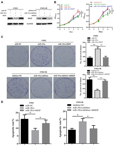 Figure 4 Mir-181a promotes NPC radioresistance via targeting RKIP in vitro.Notes: (A) Western blot showed that miR-181a overexpression notably downregulated RKIP in CNE2 cells which could be rescued by ectopic expression of RKIP (left panel). Accordingly, miR-181a inhibitor overexpression significantly upregulated RKIP in CNE2-IR cells, which could be inhibited by specific small interfering RNA targeting RKIP (right panel). Upon 4 Gy irradiation, CCK-8, clone survival, and apoptosis assays indicated that miR-181a overexpression significantly reinforced cell viability (B, left panel), promoted cell survival (C, upper panel, 88±11 vs 183±21 vs 92±13), and decreased apoptosis (D, left panel, 15.84±2.82 vs 8.6±1.31 vs 13.12±2.13), and these effects could be antagonized by ectopic RKIP, in CNE2 cells; while, miR-181a inhibitor overexpression remarkably impaired cell viability (B, right panel), inhibited cell survival (C, lower panel, 198±25 vs 83±12 vs 183±12), and promoted apoptosis (D, right panel, 8.43±0.99 vs 13.62±1.87 vs 9.22±1.98), and these effects could be rescued siRNA mediated RKIP knockdown, in CNE2-IR cells. *Stands for P <0.05, **Stands for P <0.01.
