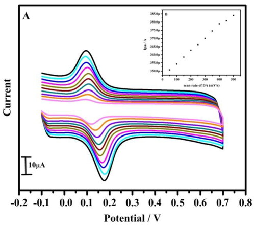 Figure 5. (A) Cyclic voltammogram of 10 µM DA in 0.2 M PBS of pH 7.4 at tavaborole MCPE with varied scan rate. (B) Graph of anodic peak current versus scan rate