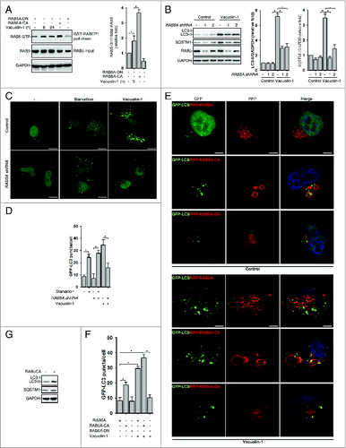 Figure 4. RAB5A is required for vacuolin-1-induced autophagy arrest and homotypic fusion in HeLa cells. (A) Vacuolin-1 (1 μM) activated RAB5A in HeLa cells. The active RAB5A in cells treated with vacuoin-1 or transfected with RAB5A-CA or RAB5A-DN were examined by a GST-tagged RABEP1 affinity isolation assay. Quantification of RAB5A-GTP/total RAB5A (relative fold) is expressed mean ± S.D., n = 3. (B) RAB5A knockdown blocked vacuolin-1-induced accumulation of LC3B-II and SQSTM1 in HeLa cells. Quantifications of LC3B-II/GAPDH and SQSTM1/GAPDH (relative fold) are expressed mean ± S.D., n = 4. (C) RAB5A knockdown blocked GFP-LC3 puncta induced by vacuolin-1 (1 μM) but not by starvation in HeLa cells. (D) Quantification of GFP-LC3B puncta/per cell in (C) is expressed as mean ± S.E., n = ∼50 to 60 cells of 3 independent experiments. The * symbols indicate the results of the Student t test analysis, P < 0.05. (E) Expression of RAB5A-CA enhanced vacuolin-1-induced autophagy arrest, whereas expression of RAB5A-DN blocked it in HeLa cells. (F) Data quantifications of GFP-LC3B puncta/per cell in (E) are expressed as mean ± S.E., n = ∼80 cells of 3 independent experiments. (G) Expression of RAB5A-CA alone induced the accumulation of LC3-II as assessed by western blot analyses (representative of 3 independent experiments).