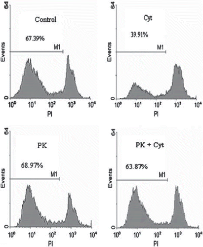 Figure 3. Histogram analysis of dissociated human beta-islet cells. Islets were cultured for 24h in RL/HA at 4°C. Islets were co-incubated with cytokines (IL1ß and TNFα, 10 ng/ml each) or PK11195 at a concentration of 100 μM. Islets were dissociated by accutase incubation and analyzed by FACS. M1 denote proportion of viable beta-cells.