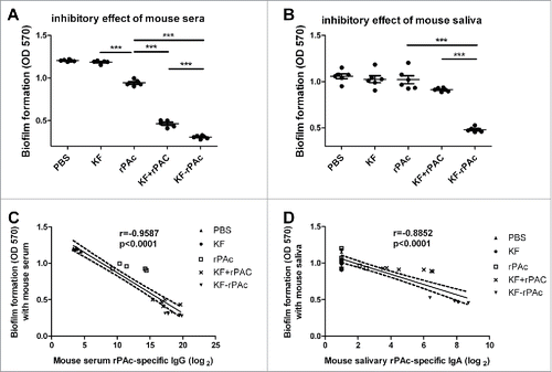 Figure 4. The inhibitory of mice serum or saliva on S. mutans biofilm formation and the correlation with rPAc-specific antibody. 100 µl BHI diluted mice serum or saliva were mixed with 100 µl BHI diluted S. mutans and incubated for 16 h. The biofilm formation was quantified by measuring the extracted crystal violet stained to plate adherent bacteria and derivatives at 570 nm. (A and B), Inhibitory effects of 20-fold diluted rat serums and 5-fold diluted saliva form immunized mice. Data are represented as mean ± SE for 6 samples of one representative experiment that repeated 3 times (***, p <0.001). (C and D), Correlation between biofilm formation and serum rPAc-specific IgG or saliva rPAc-specific IgA. Data are analyzed by Graphpad Prism 5. Dotted lines represent the 95% confidence intervals. The correlation coefficients (r) and p values are also shown.