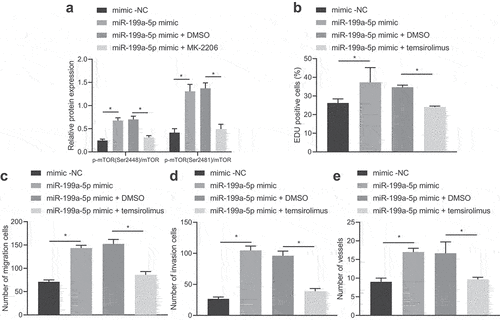 Figure 4. miR-199a-5p activates the AKT1/mTORC1 signaling pathway by upregulating AKT1 phosphorylation. (a) The phosphorylation of mTOR in AGS cells treated with miR-199a-5p-mimic or MK-2206 was detected by Western blot. (b) AGS cells were transfected with miR-199a-5p-mimic or temsirolimus, and their proliferation was detected by EdU staining. (c) AGS cells were transfected with miR-199a-5p-mimic or temsirolimus, and their migration was detected by Transwell assay. (d) After AGS cells were transfected with miR-199a-5p-mimic or temsirolimus, the invasion was detected by Transwell assay. (e) After AGS cells were transfected with miR-199a-5p-mimic or temsirolimus, the effect of AGS cells on microtubule formation of HUVECs was detected by microtubule formation experiment. *p < 0.05. The experiment was repeated three times independently.