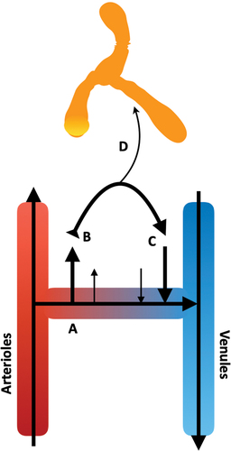 Figure 4. Movement of the interstitial fluid (ISF) in vivo. A) As blood transfers from arterial to venous vessels through tissue beds, B) blood pressure forces plasma fluid out of the systemic circulation into the tissue, generating interstitial fluid. C) As these forces are exceeded by osmotic gradients, the extravasated fluid begins to return to the venous end of the local vasculature. D) Some of this fluid is taken up by the lymphatic system, carrying lipophilic elements, e.g., proteins and drugs. In skeletal muscle, the dynamic movement of the local tissues, and pulse pressure of local arterioles, provides the necessary forces to move the lymph through the one-way bicuspid valves of the lymphatic system.