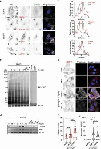 Figure 5. CBK79 induces proteotoxic stress. (A) Representative images of HOS GFP-LC3B cells treated with DMSO 0.1% or CBK79 (10 µM) for 4 h. Cells were fixed and immunostained using antibodies against VIM, SQSTM1, ubiquitin or LAMP1. Scale bar: 20 µm. (B) Line scans at the aggresome sites are shown to visualize the spatial distribution of the indicated proteins (red curves) compared to VIM (gray curves). Intensities are normalized to percentages were 0% = minimum intensity value and 100% = maximum intensity value. (C) MelJuSo Ub-YFP cells were treated with DMSO 0.1% or CBK79 (10 µM) for the indicated timepoints. Two samples were treated for 16 h and then treated with fresh compound solution for the indicated timepoints (“16 h+”). Fifteen minutes before harvesting, puromycin (5 µg/ml) was added to the cells to monitor its incorporation into newly synthesized proteins. Cycloheximide (CHX, 50 µg/ml) was included as control. An untreated sample without puromycin was added (“NP”) as a technical control. Cell lysates were analyzed by immunoblotting with the indicated antibodies. Beta-actin (ACTB) is shown as loading control. Representative blots from one of two independent experiments are shown. (D) MelJuSo Ub-YFP cells were treated with DMSO 0.1% or CBK79 (10 µM) for the indicated timepoints. Two samples were treated for 16 h and then treated with fresh compound solution for the indicated timepoints (“16 h+ re-addition”). Cell lysates were analyzed by immunoblotting with the indicated antibodies. Representative blots from one of three independent experiments are shown. (E) Representative confocal images of MelJuSo Ub-YFP cells treated with DMSO 0.1% or CBK79 (10 µM), alone or in co-treatment with puromycin for 2 h. Cells were fixed and immunostained using antibodies against G3BP1 and puromycin. Scale bar: 20 µm. (F) MelJuSo Ub-YFP cells were pre-treated with DMSO or CBK79 (10 µM) for 30 min and then co-treated with puromycin (5 µg/ml) for 2 h. After nuclei counterstaining with Hoechst 33342, cells were imaged in an automated manner with a widefield fluorescent microscope. The number of G3BP1 foci per cell were quantified using CellProfiler. Pooled data from three independent experiments (DMSO = 1471 cells; DMSO+puromycin = 1521 cells; CBK79+ puromycin = 1467 cells) are shown as box plots with median and 5–95 percentiles. Significant differences are based on adjusted p-values (Kruskal-Wallis [H = 1029, df = 2, p < 0.0001] with Dunn’s multiple comparisons test). ****p < 0.0001. (G) Cells in (F) were analyzed for the number of puromycin foci per cell. Pooled data from three independent experiments (DMSO = 1457 cells; DMSO+puromycin = 1515 cells; CBK79+puromycin = 1472 cells) are shown as box plots with median and 5–95 percentiles. Significant differences are based on adjusted p-values (Kruskal-Wallis [H = 1383, df = 2, p < 0.0001] with Dunn’s multiple comparisons test). ****p < 0.0001.