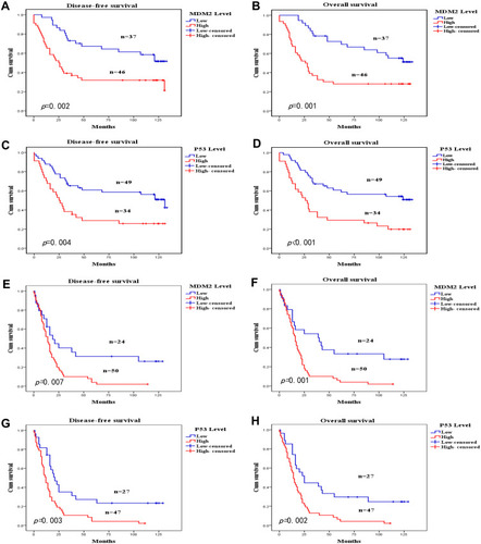 Figure 3 Kaplan-Meier survival analysis in stage I–II and III–IV patients with OSCC. Disease-free survival and overall survival curves for stage I–II OSCC patients with low and high expression levels of MDM2 (A and B) and p53 (C and D). Disease-free survival and overall survival curves for stage III–IV OSCC patients with low and high expression levels of MDM2 (E and F) and p53 (G and H).