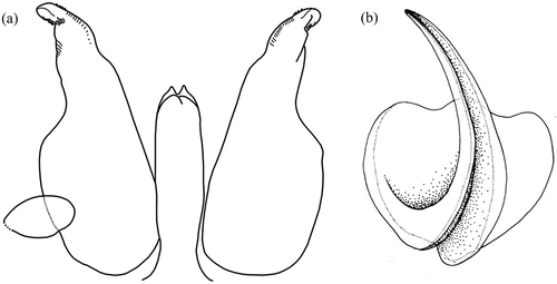 Figure 12. Uncuniscus gen. nov. hamatus (Caruso & Lombardo Citation1978) comb. nov. Male. (a) Exopodite and endopodites of the first pair of pleopods; (b) exopodite of the fifth pair of pleopods (from Caruso & Lombardo Citation1978; permission to publish granted by Caruso and Lombardo).