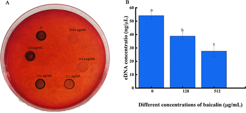 Figure 11 BAI resulted in significant reductions in PIA and eDNA content relative in S. aureus biofilm. (A) The effect of BAI on PIA in S. aureus biofilms; (B) The detection of eDNA biosynthesis before and after BAI treatment.