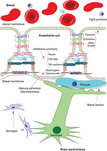 Figure 1 Schematic representation of a brain capillary.Notes: Endothelial cells at the blood–brain barrier (BBB) present an elaborate junctional network formed by an intricate complex of proteins that form tight junctions (claudins, occludins, JAMs, and ESAM), adherens junctions (nectin, PECAM and VE-cadherin), and macula adherens, also known as desmosomes (desmoglein and desmocollin). Basal lamina, pericytes, and astrocytes are also involved in the structure of the BBB.Abbreviations: JAMs, junctional adhesion molecules; ESAM, endothelial cell-selective adhesion molecule; PECAM, platelet endothelial cell adhesion molecule; VE-cadherin, vascular endothelial adherin.