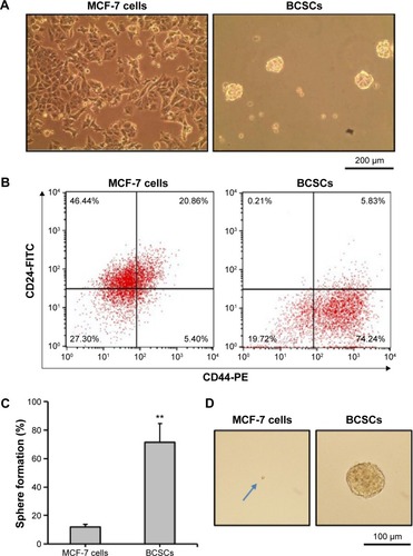 Figure 1 Isolation and characterization of BCSCs.Notes: (A) Morphology of MCF-7 cells and BCSCs, observed using a bright-field microscope (scale bar =200 μm). (B) Flow cytometric analysis of the cells for CD24− and CD44+ population. (C) Percentages of secondary sphere formation from the single cells from MCF-7 cells or BCSCs. (D) Representative photographs of secondary spheres (scale bar =100 μm) (the blue arrow indicates a single cell, which didn’t form a sphere). Data shown represent the mean ± SD of three experiments (**P<0.01).Abbreviations: BCSCs, breast cancer stem cells; SD, standard deviation; FITC, fluorescein isothiocyanate; PE, phycoerythrin.