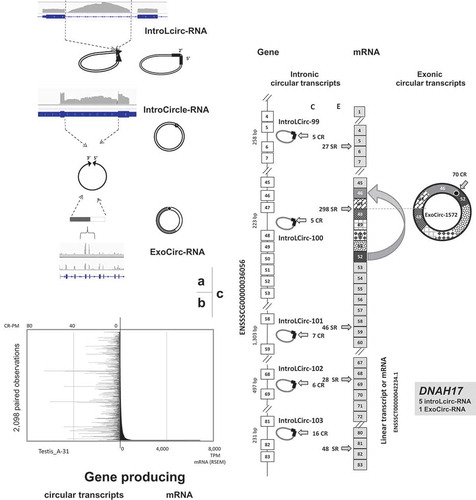 Figure 6. Production of circRNAs. (a) IGV views and schematic representation of the genesis of each type of circRNA. From top to bottom: intronic circRNA. intron circle, Exonic circRNA. (b) Absence of a relationship between circRNA and mRNA production (c) The DNAH17 gene produces six circRNAs: five intronic lariat circRNAs (IntroLcirc-99, −100,-101, −102, and −103) and one exonic circRNA (ExoCirc-1572). E: number of split reads (SR) that characterized the (exonic) linear transcript.