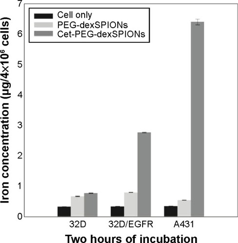 Figure 5 Iron uptake among the cell lines with differential EGFR expression levels. The A431, 32D, and 32D/EGFR cell lines were incubated with 25 μg Fe/mL of PEG-dexSPIONs or cet-PEG-dexSPIONs at 37°C for 2 hours. The excess iron was removed by washing with 1× phosphate-buffered saline, and the iron concentration in 4×106 cells from each cell line was determined using a thiocyanate-based spectrophotometric assay. The results are presented as the mean ± standard deviation of four determinations.Abbreviations: cet, cetuximab; dex, dextran; EGFR, epidermal growth factor receptor; PEG, polyethylene glycol; SPIONs, superparamagnetic iron oxide nanoparticles.