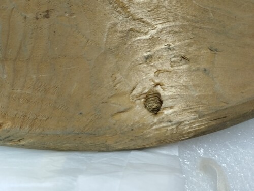 Figure 18. Sea louse mask, detail of drilled hole. Yup’ik mask 101595. Anima Mundi, Vatican Museums. Photo Ellen Pearlstein.