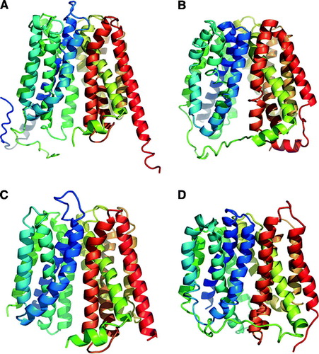 Figure 1.  Ribbon representation of the crystal structure for MFS transporters. (A) E. coli GlpT. (B) E. coli LacY. (C) O. formigens OxlT. (D) E. coli EmrD.