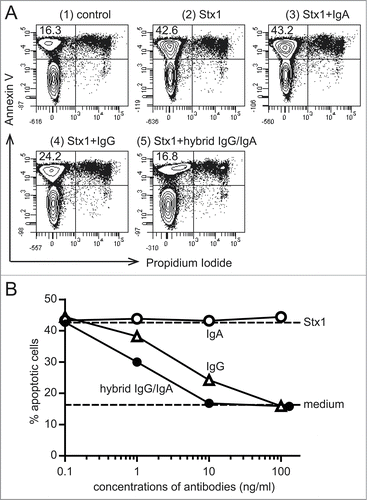 Figure 3. Inhibition of Stx1-induced phosphatidylserine exposure on Ramos cells by the hybrid IgG/IgA. Ramos cells (1 × 106/ml) were incubated with Stx1 (5 pg/ml) in the presence of 10 ng/ml of IgA mAb, IgG1 mAb or the dimeric hybrid IgG/IgA for 5 h. As an early event of apoptosis, phosphatidylserine exposure was detected by annexin V binding (ordinate), while intact plasma membrane permeability was confirmed by the lack of propidium iodide incorporaton (abscissa) by flow cytometric analysis (A). The number in the upper left corner of each panel is the percentage of apoptotic cells. Dose-dependent inhibition of apoptosis (B). Effects of IgA mAb (open circles), IgG1 mAb (open triangles), and the hybrid IgG/IgA (filled circles) are shown.