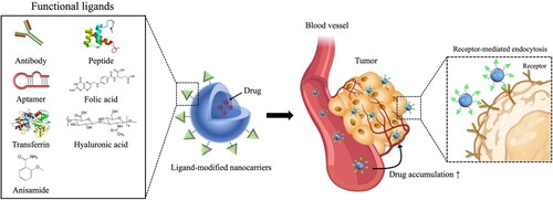Figure 2. Strategy for active tumor-targeting via ligand-modified nanocarriers. Active targeting is achievable via surface modification of drug carriers with targeting ligands capable of interacting with antigens or receptors overexpressed (or present specifically) in tumors. Various functional ligands including folic acid, hyaluronic acid, transferrin, peptides, and antibodies, have been extensively explored to develop tumor-selective drug delivery systems.