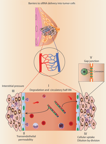 Figure 1 Schematic representation showing barriers to siRNA-mediated cancer therapy. Stability problems associated with naked siRNA delivery can be prevented by chemical modifications and encapsulation. Improved delivery of siRNA has been achieved by preparing nanocrystals (e.g., Graphene oxide), nanocarriers and microcarriers. Cellular uptake of the encapsulated siRNA is dependent on hydrophobicity and endocytosis. Biodegradable and biocompatible Hydrogel preparations are used for the sustained release of therapeutic siRNAs.