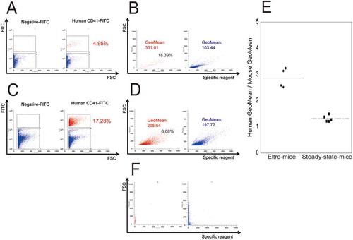 Figure 2. FCM analysis of peripheral blood samples obtained from eltro-mice and steady-state-mice.Peripheral blood was obtained from eltro-mice (A and B) or steady-state-mice (C and D). The blood samples were double-stained with FITC-conjugated human CD41 (right of panels) or negative (left of A and C) antibody as well as a Sysmex exclusive reagent of the XN series. FSC intensity is shown on the horizontal axis and FITC intensity is shown on the vertical axis (A and C). FITC-positive (red) and -negative (blue) platelets were gated in the right panels of A and C, and represented in B or D. The intensity of the Sysmex exclusive reagent is shown on the horizontal axis and FSC intensity is shown on the vertical axis (B and D). For the analysis of positive particles in B and D, we set the gate where no positive particles were detected without the Sysmex exclusive reagent (F).The numbers in red in A and C represent human platelets as a percentage of the total number of observed platelets. The numbers indicated in B and D represent the geometric mean of specific reagent intensities of red or blue dots, and representative data are shown (n ≧ 4). IPF% of human platelets were estimated (black letters in left of panels B and D). The geometric mean of specific reagent intensity for human platelets/geometric mean for mouse platelet ratios are described as the dotplots. The average are shown as lines (n ≥ 4) (E). **p < 0.01.