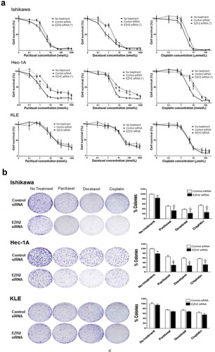 Figure 2. In vitro effect of EZH2 silencing combined with chemotherapy on cell viability. (a), MTT cell viability assay of Ishikawa, Hec-1A, and KLE cells. Cell viability was assessed at 72 hours after chemotherapy (b), Clonogenic assay of Ishikawa, Hec-1A, and KLE cells. After the siRNA transfection, cells were treated with chemotherapy for 48 yours. Number of colonies were evaluated 7–14 days later. Δ indicates a synergistic effect of chemotherapy and EZH2 silencing (CI < 1). Error bars represented SEM; *, p < .05.